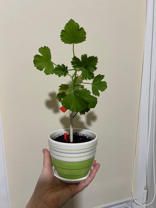 Продам пеларгонию