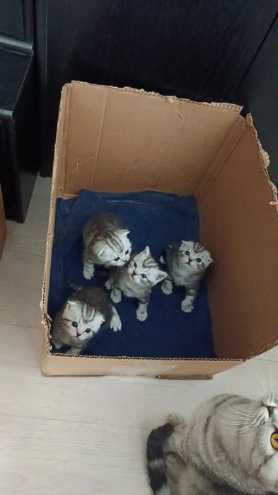 Мраморята Страйты и Фолды.