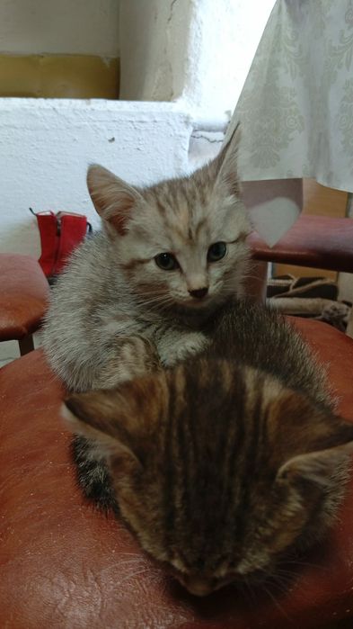 Котята ищут добрые ручки