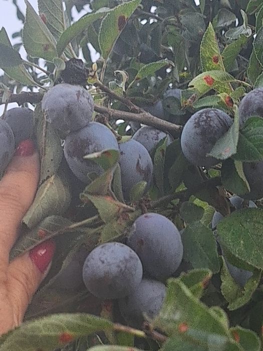 Vand prune negre