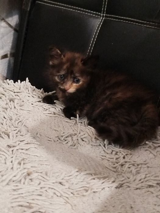 Отдам котяток в добрые руки