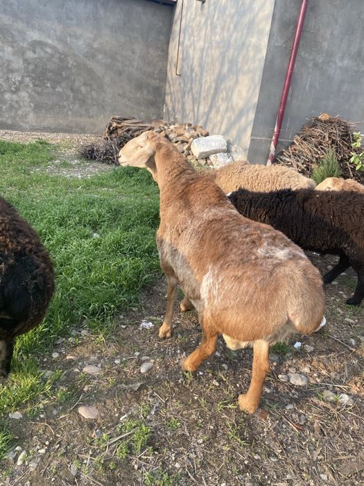 Zotga qo’chqorlar sotiladi. Arashan va xusori qo’chqorlar