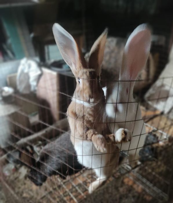 Продам кроликов.