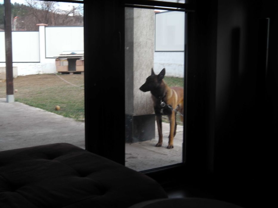 Белгийска овчарка