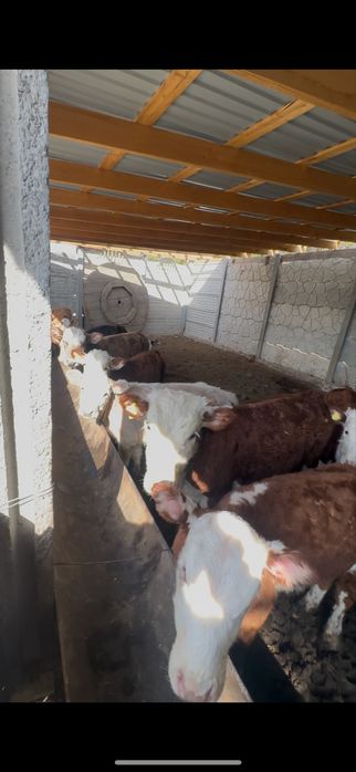 Продам телят  молочно мясной породы