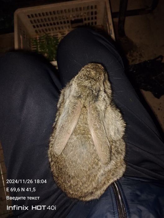 Quyon sotaman  erkak kelishamiz