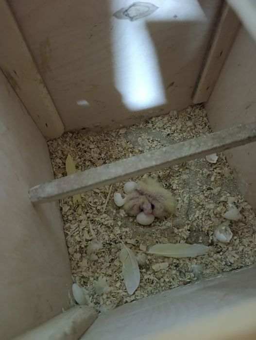 Korella bollari popugay