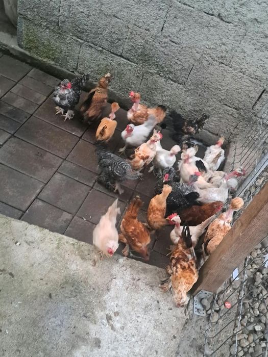 Vând păsării curte
