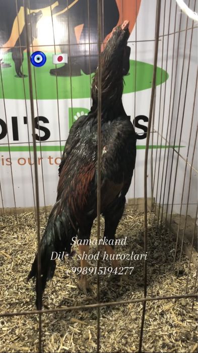 Япон шамо сотилади