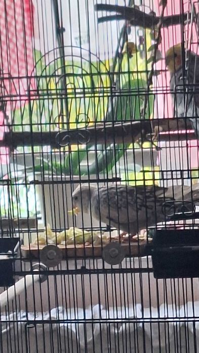 Papagal nimfa alb perlat