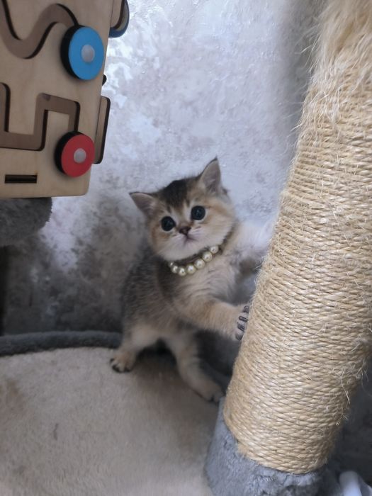 Котята от правильной вязки