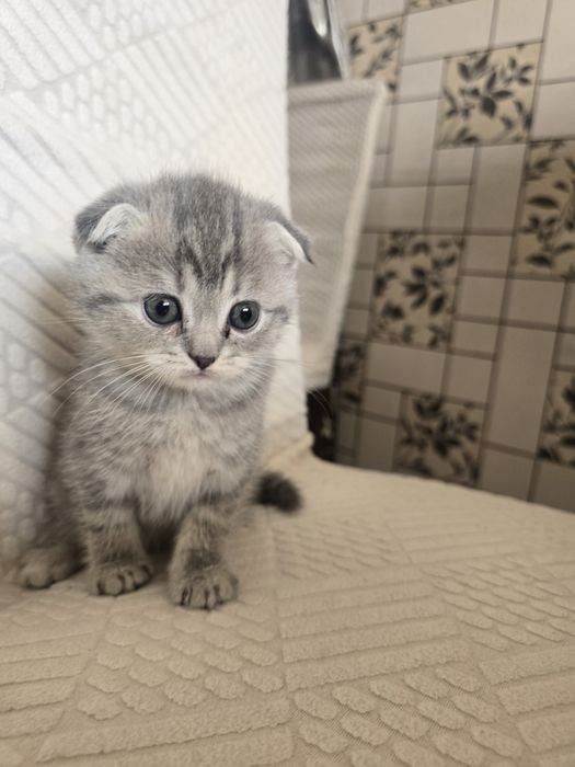Продаются котята скотиш фолд и скотиш страйт