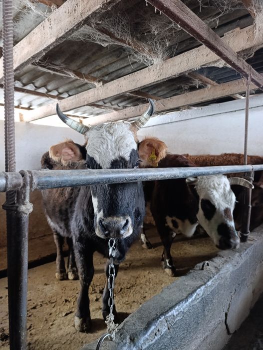 Продаю стельных  коров