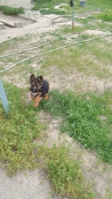 ПРОДАЮ ЩЕНЬКОВ  ВОС-Европейской овчарки