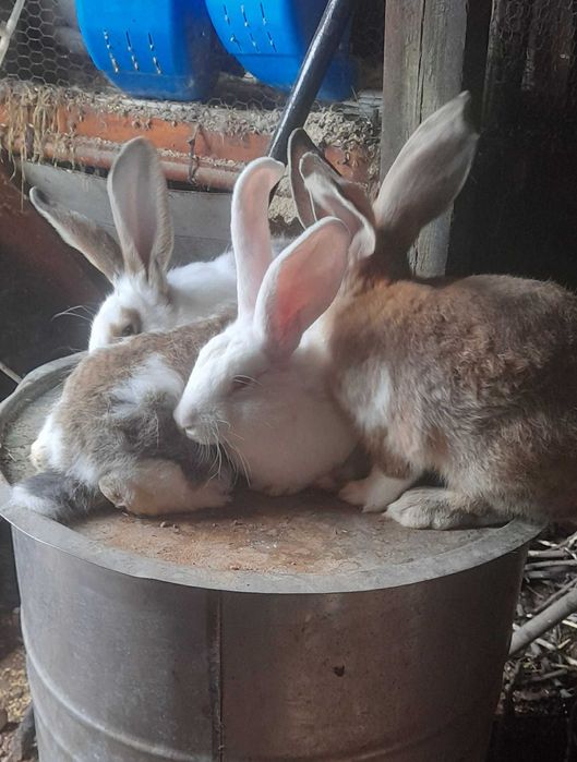 Зайци малки - великани