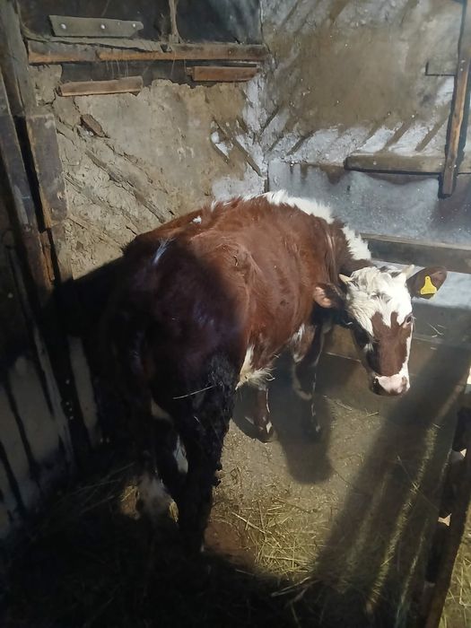 Просто так просьба не звонить