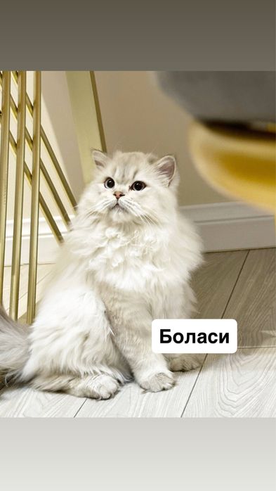 ВЯЗКА британский кот Серебристая Шиншила vyazka mushuk nasil olishga