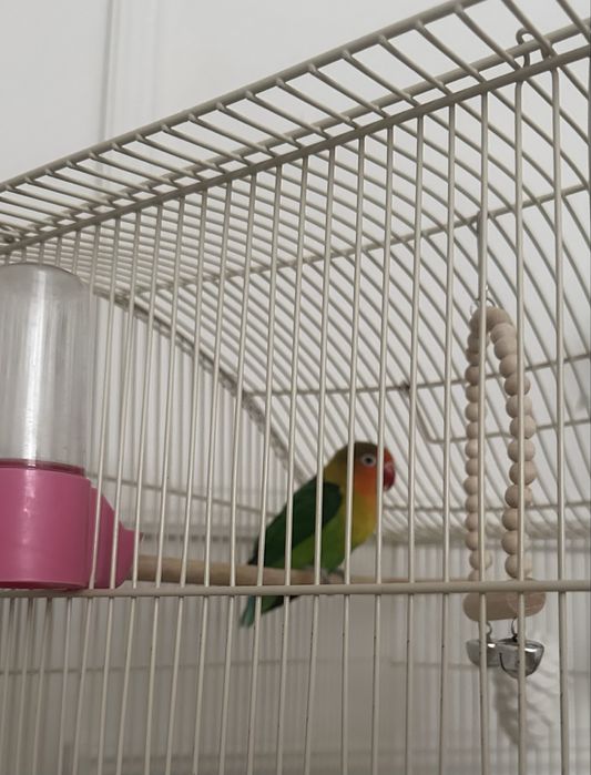 Продам попугая с клеткой