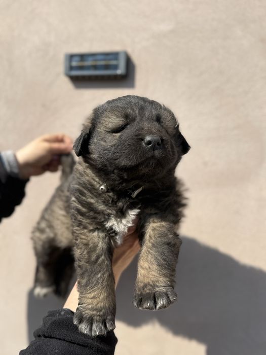 catel ciobanesc caucazian