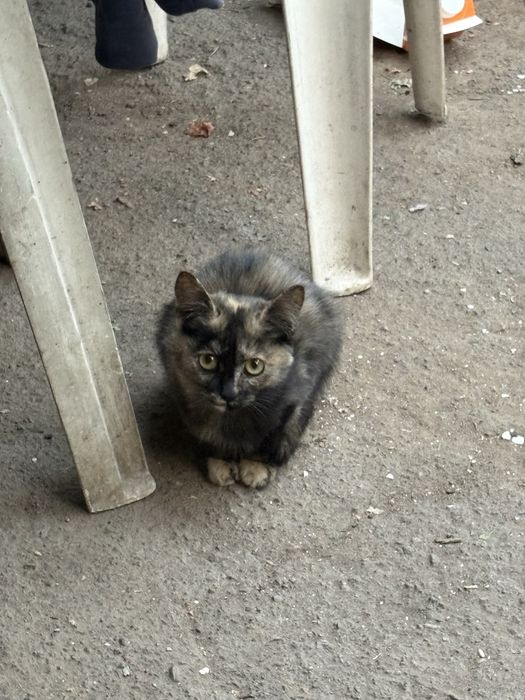 Отдам котят в хорошие руки