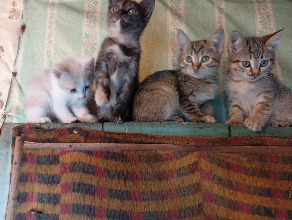 Котики и кошечки ищут добрые ручки