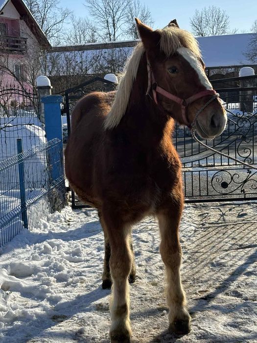 Vând mânz de 7 luni mai multe detalii în privat!