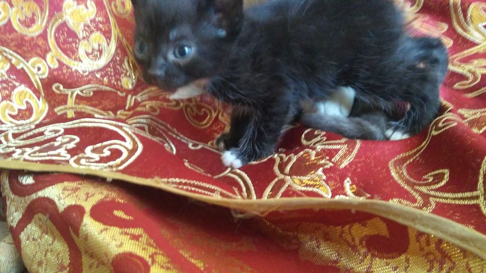 Отдам котят бесплатно