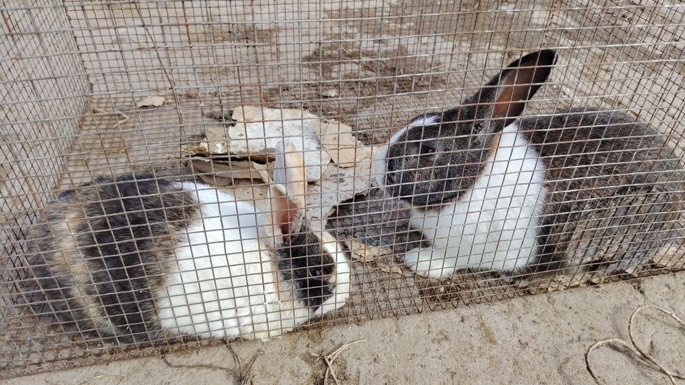 Quyon sotiladi karlik bn panda