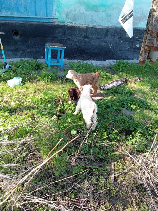 Продам скотину, коза с ягнятами