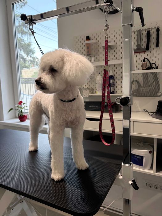 Frizerie canina Targoviste - salon DogSpa Beauty, programari online