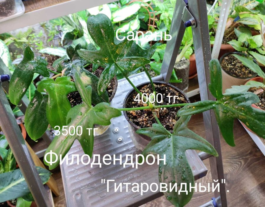 Филодендрон филодендрон