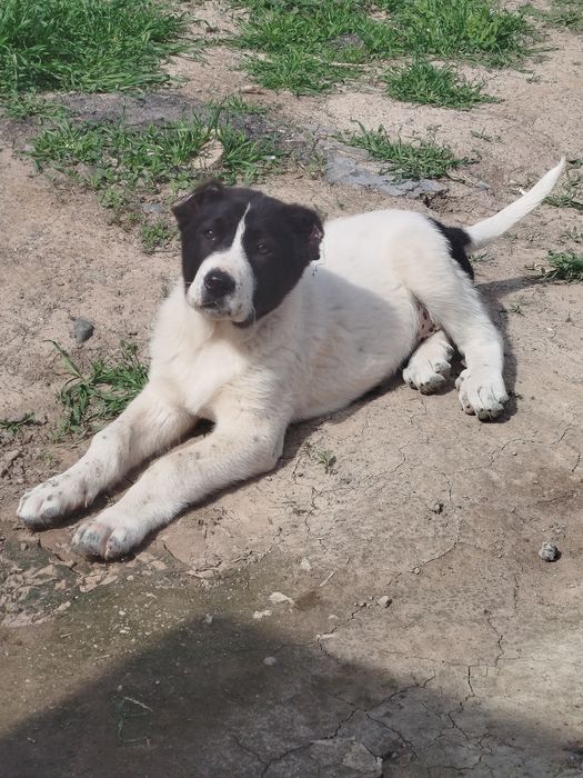 Продается щенок Алабая