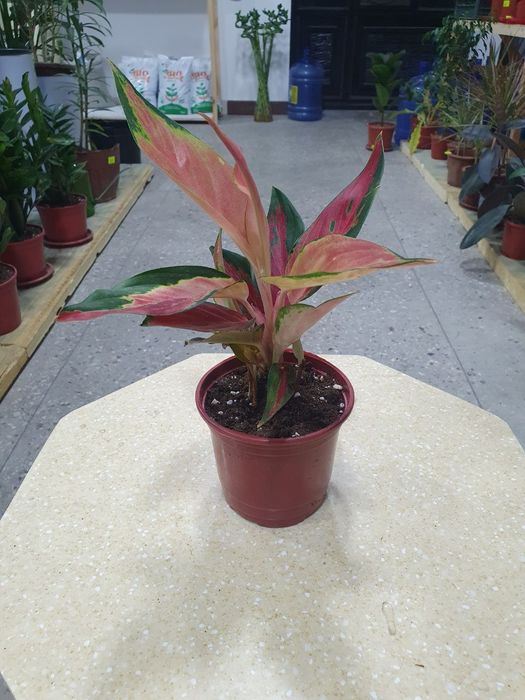 Aglaonema аглаонема