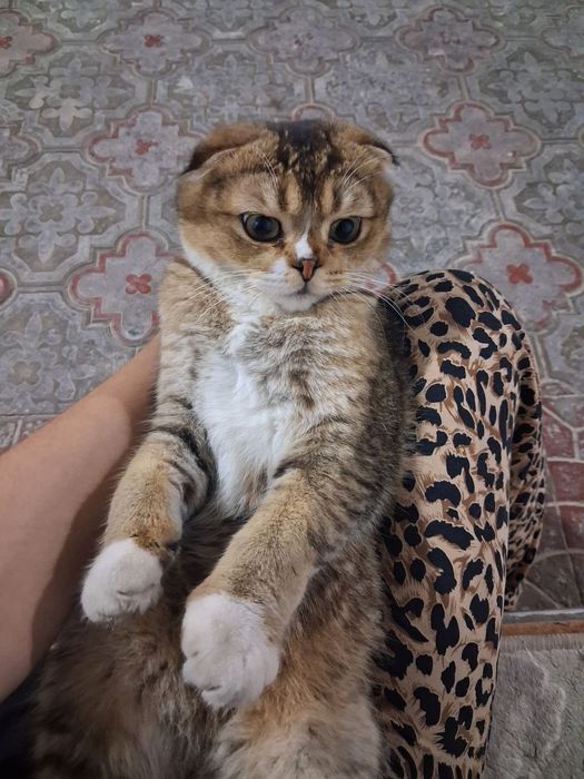 Шиншилла кошка домашние