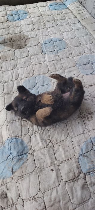 Отдам щенков в хорошие руки