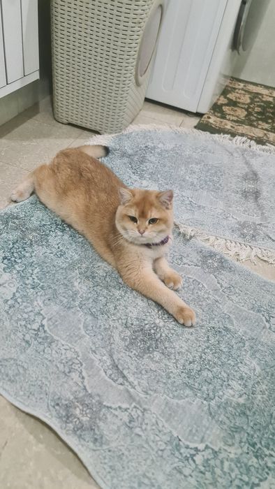 Продаю золотая Шиншилла ny12