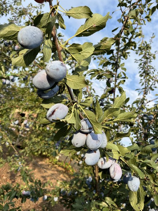Prune Stanley 2,5 lei kg