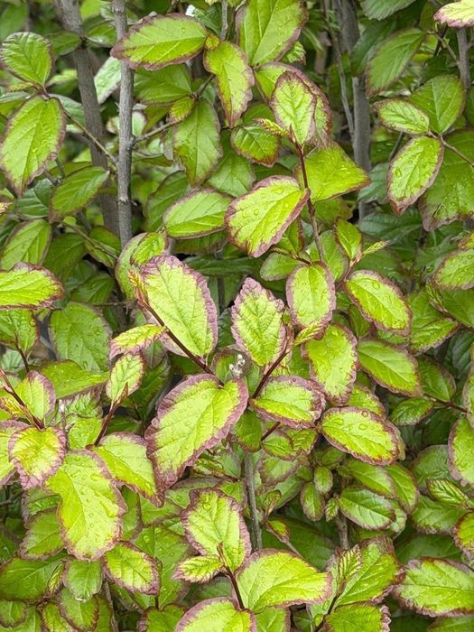 Саженцы деревьев, кустарников, цветы,.Из лучших питомников Узбекистана