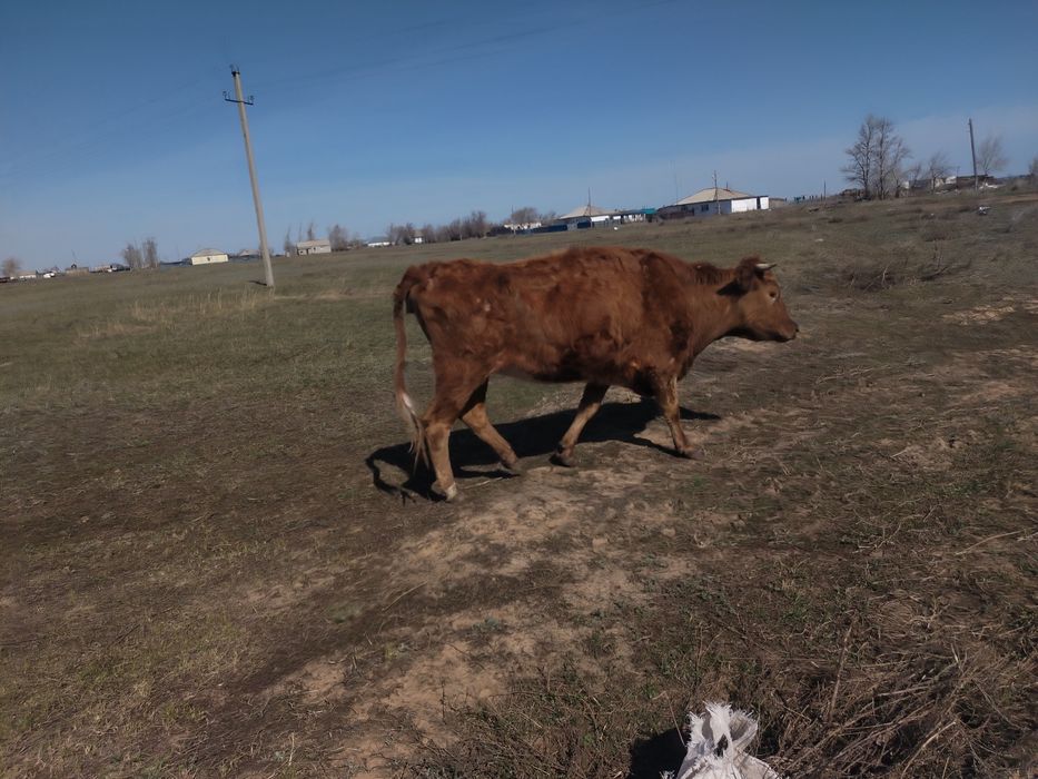 Крс корова телета