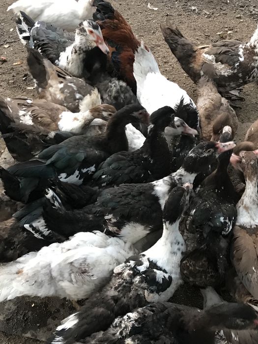 Продаются индоутки