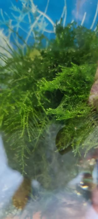 Продам Яванский мох