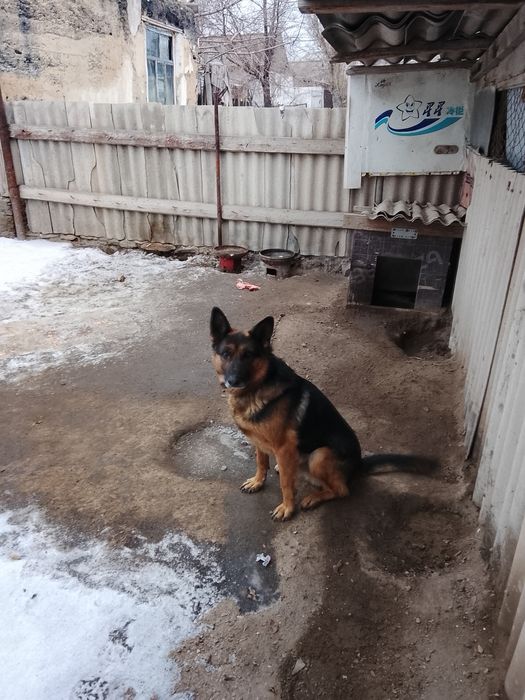 Продам овчарку немец