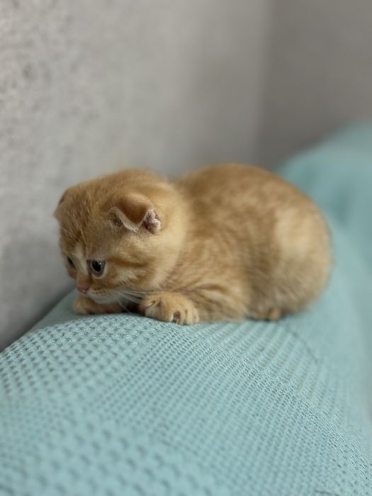Скотиш фолд  (мальчик) 1 месяц
