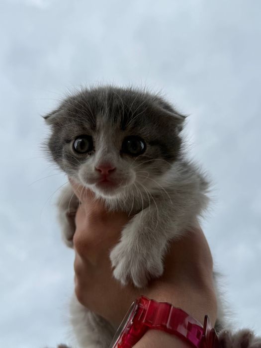 Котята бесплатно