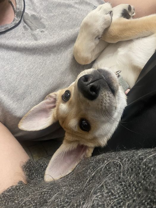 Собака (девочка)