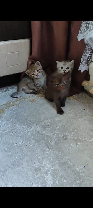 Отдам котят бесплатно