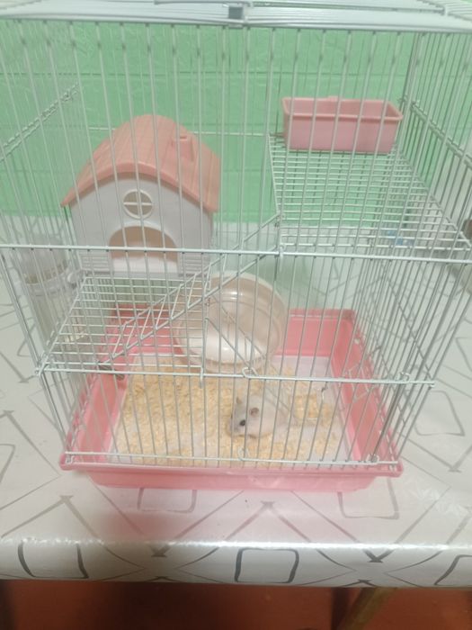 Продам хомека с клеткой