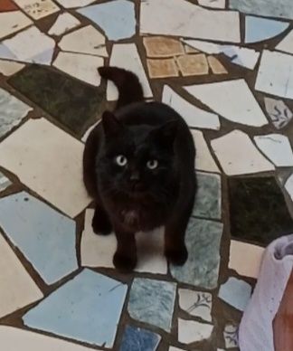 Котенок  мальчик