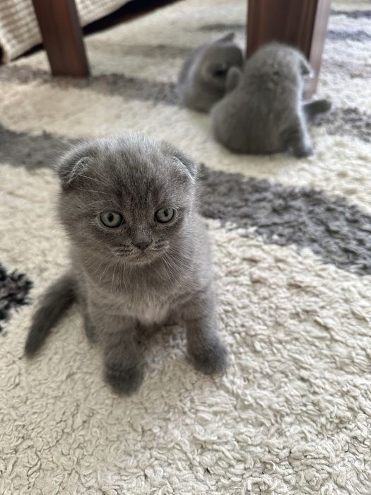 Британски късокосмести клепоухи