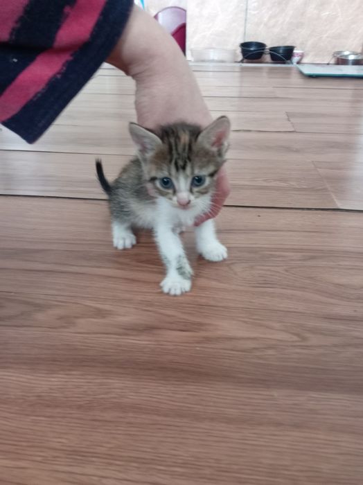 Отдам котят  в добрые руки